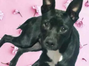 Cachorro raça Srd idade 7 a 11 meses nome Alina Linda 9 meses
