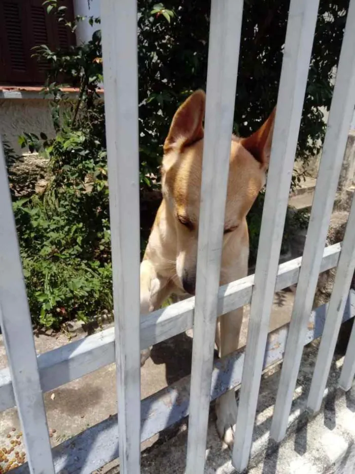 Cachorro raça Srd idade 1 ano nome Trovão bonzinho 