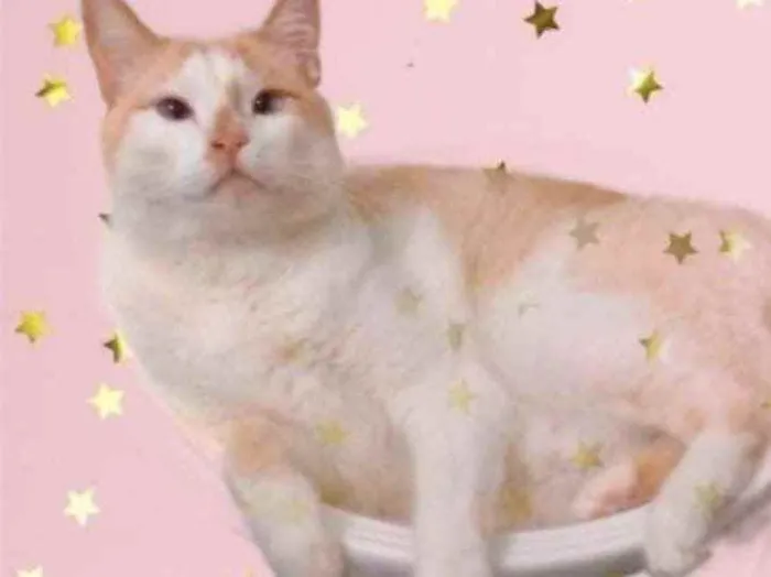 Gato raça Srd idade 2 anos nome Luck amoroso 