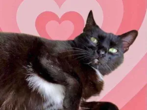 Gato raça Srd idade 1 ano nome Luna Linda boazinha 