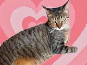 Gato raça Srd idade 7 a 11 meses nome Stela Linda gatinha