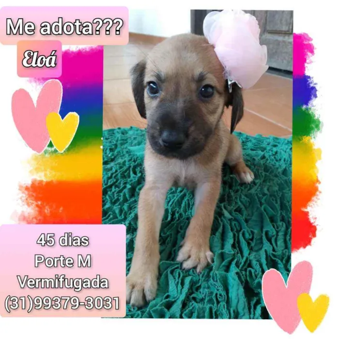 Cachorro raça SRD idade Abaixo de 2 meses nome Eloá 