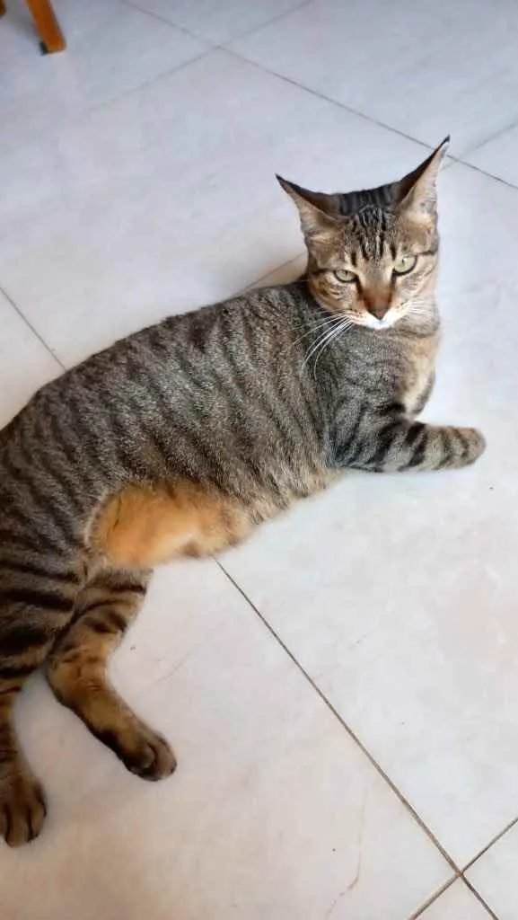 Gato raça Srd idade 7 a 11 meses nome Stela Linda gatinha