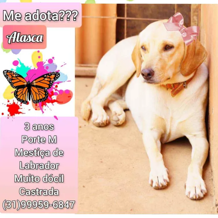 Cachorro raça SRD idade 3 anos nome Alasca
