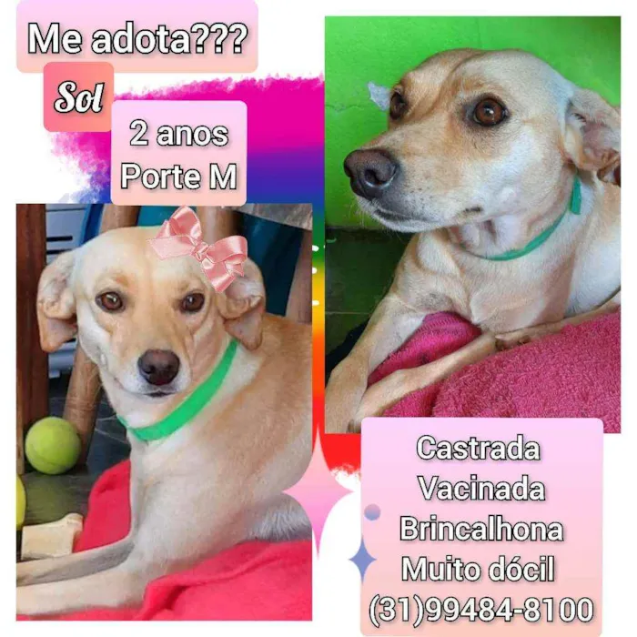 Cachorro raça SRD idade 2 anos nome Sol