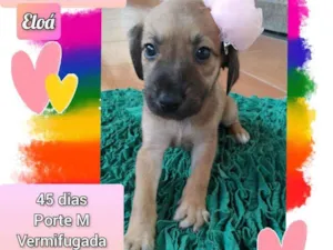 Cachorro raça SRD idade Abaixo de 2 meses nome Eloá 