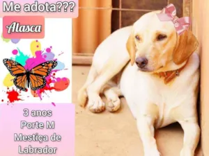 Cachorro raça SRD idade 3 anos nome Alasca