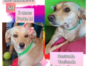 Cachorro raça SRD idade 2 anos nome Sol