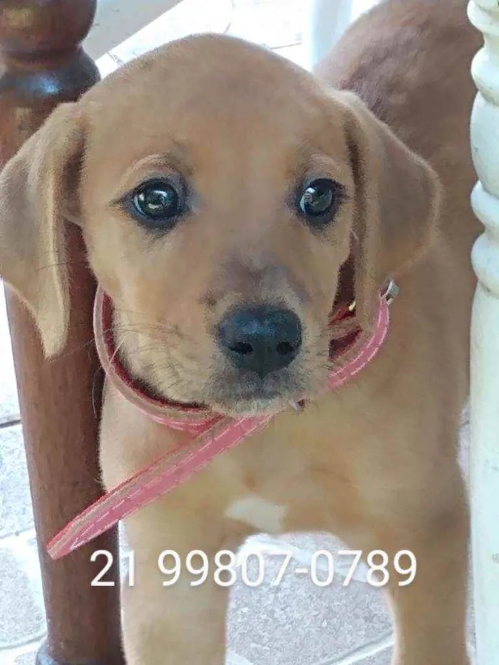 Cachorro ra a Srd idade 2 a 6 meses nome Manu