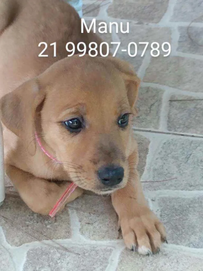 Cachorro ra a Srd idade 2 a 6 meses nome Manu