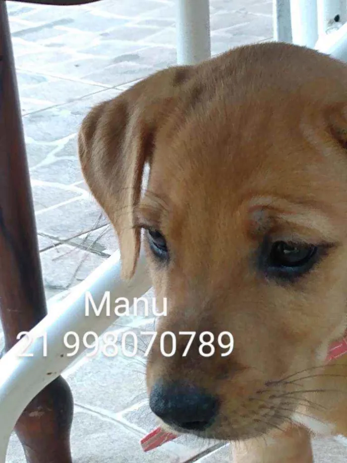 Cachorro ra a Srd idade 2 a 6 meses nome Manu