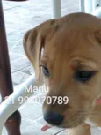Manu