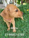Manu