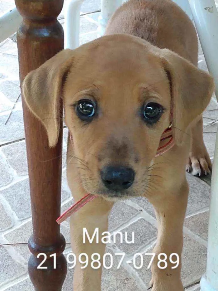 Cachorro ra a Srd idade 2 a 6 meses nome Manu