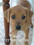 Manu