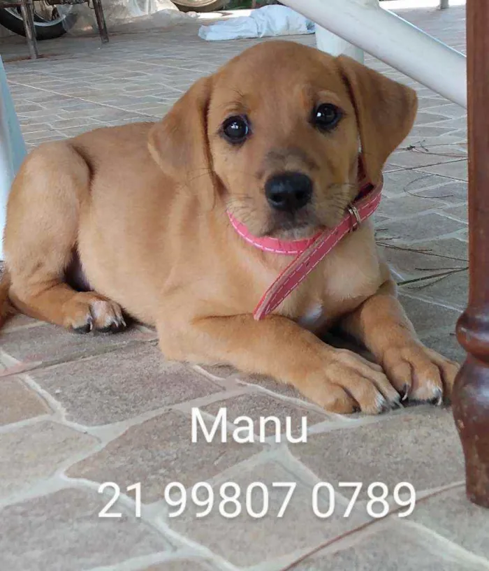 Cachorro ra a Srd idade 2 a 6 meses nome Manu