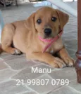 Manu