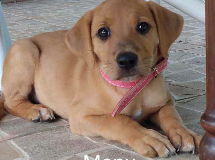 Cachorro ra a Srd idade 2 a 6 meses nome Manu