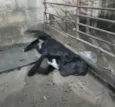 Pantera