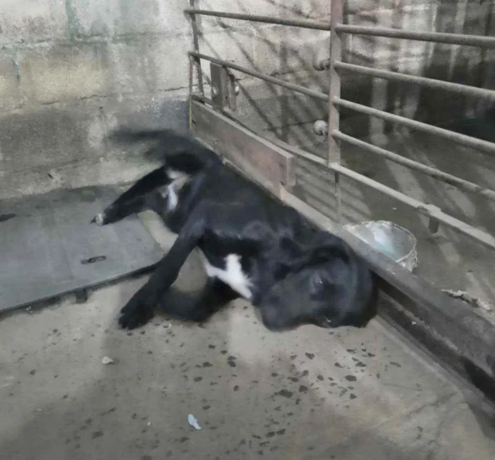Cachorro ra a Mestiça Fila idade 1 ano nome Pantera