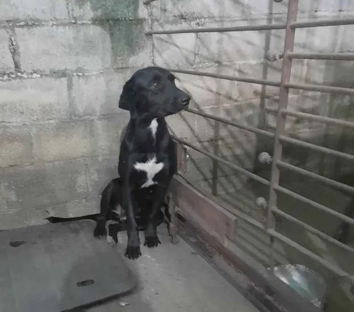 Cachorro ra a Mestiça Fila idade 1 ano nome Pantera