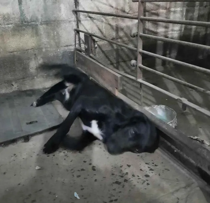 Cachorro ra a Mestiça Fila idade 1 ano nome Pantera