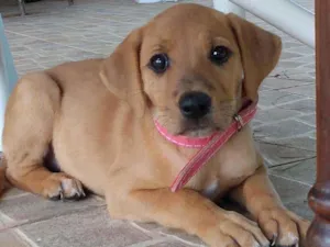 Cachorro raça Srd idade 2 a 6 meses nome Manu