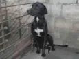 Pantera