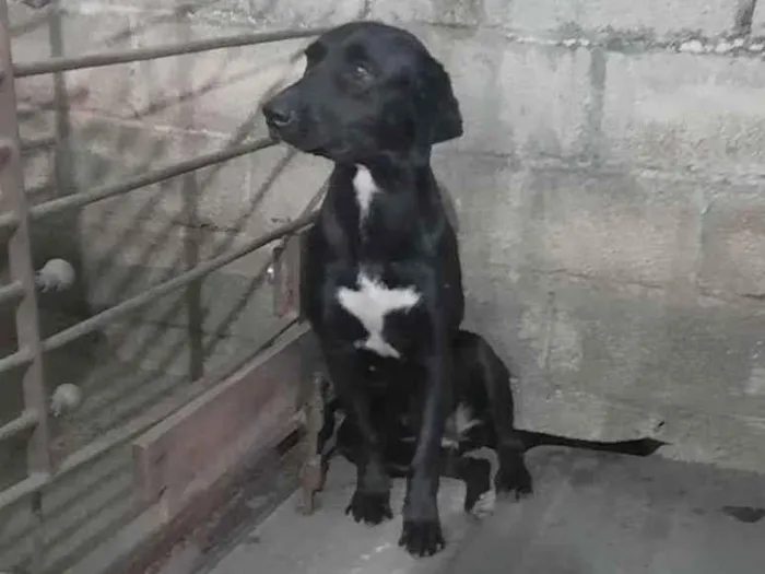 Cachorro ra a Mestiça Fila idade 1 ano nome Pantera