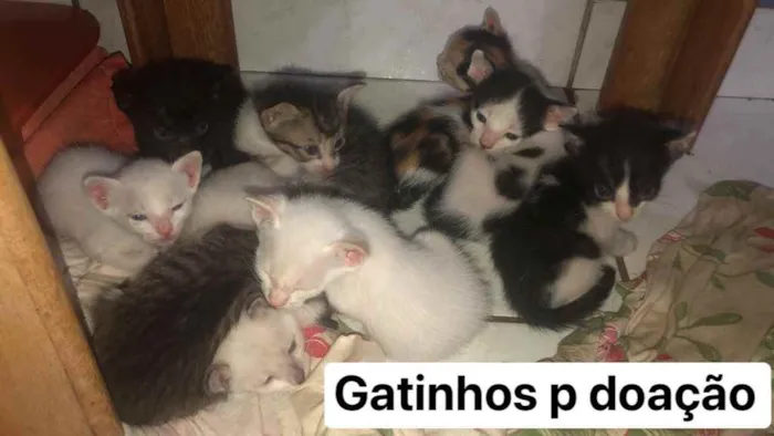 Gato ra a  idade  nome Gatinhos 