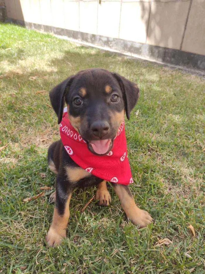 Cachorro raça Srd  idade 2 a 6 meses nome Luna
