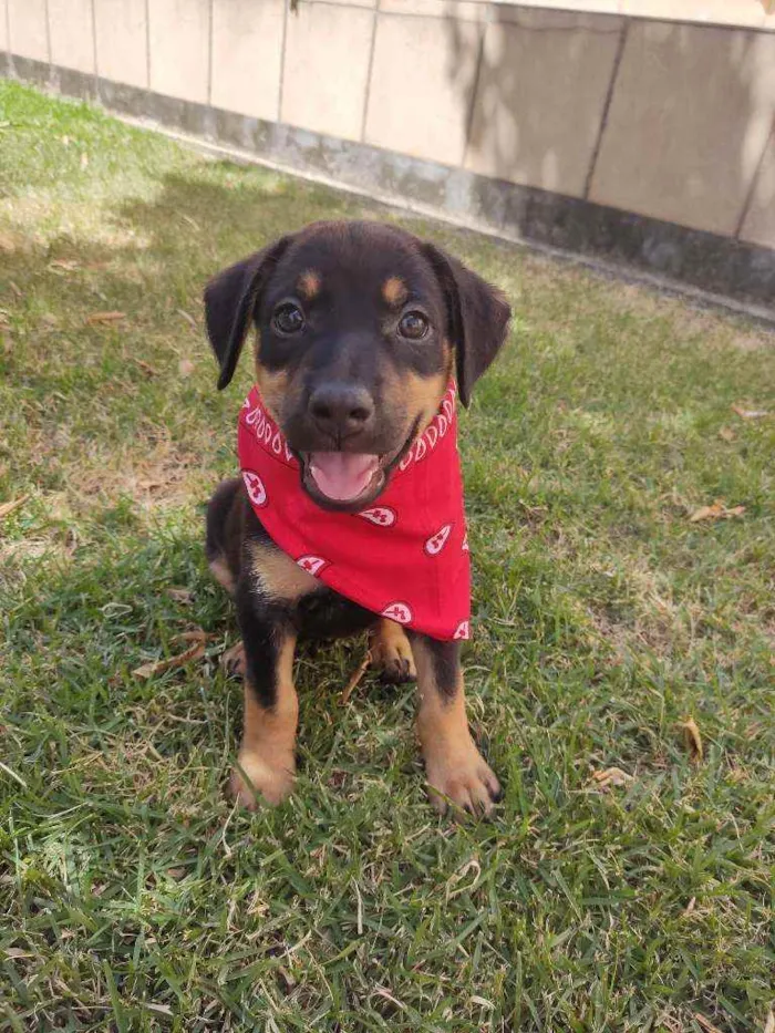Cachorro raça Srd  idade 2 a 6 meses nome Luna