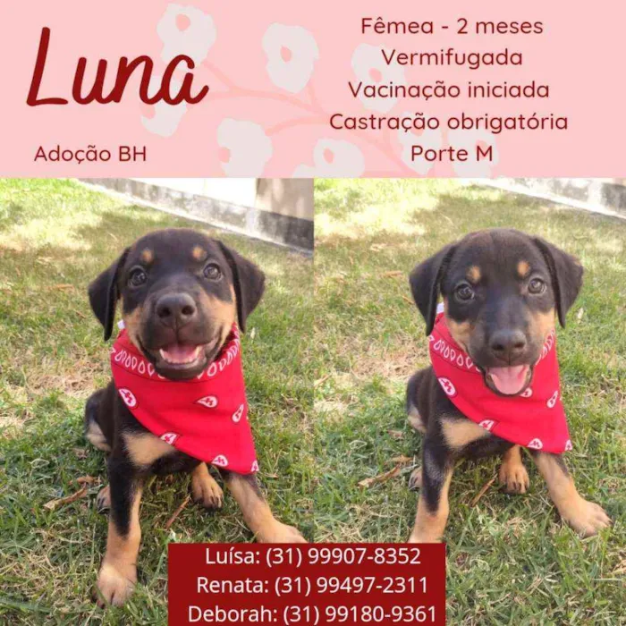 Cachorro raça Srd  idade 2 a 6 meses nome Luna