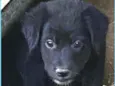 Luca