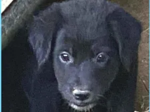 Cachorro raça Srd idade Abaixo de 2 meses nome Luca