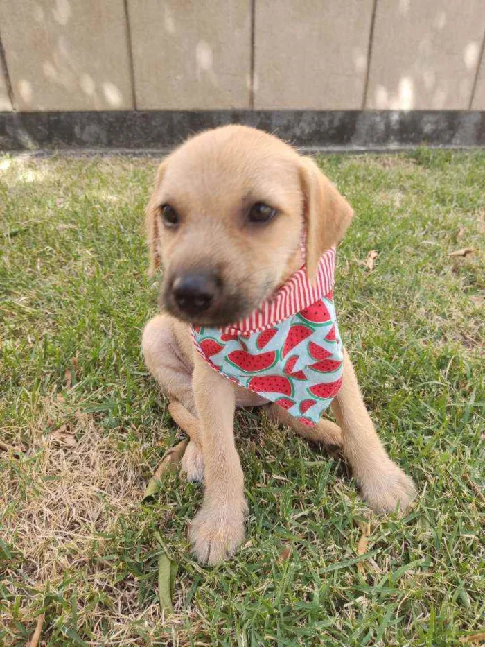 Cachorro raça Srd  idade 2 a 6 meses nome Poly
