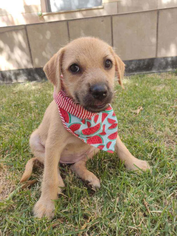 Cachorro raça Srd  idade 2 a 6 meses nome Poly