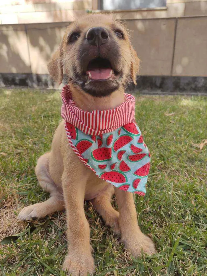 Cachorro raça Srd  idade 2 a 6 meses nome Poly