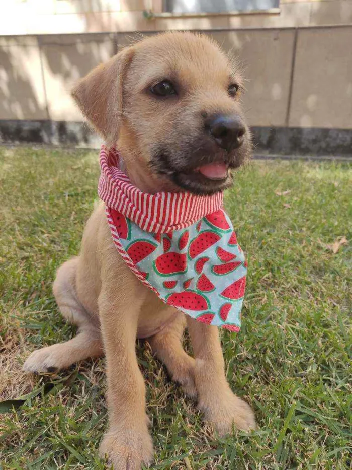 Cachorro raça Srd  idade 2 a 6 meses nome Poly