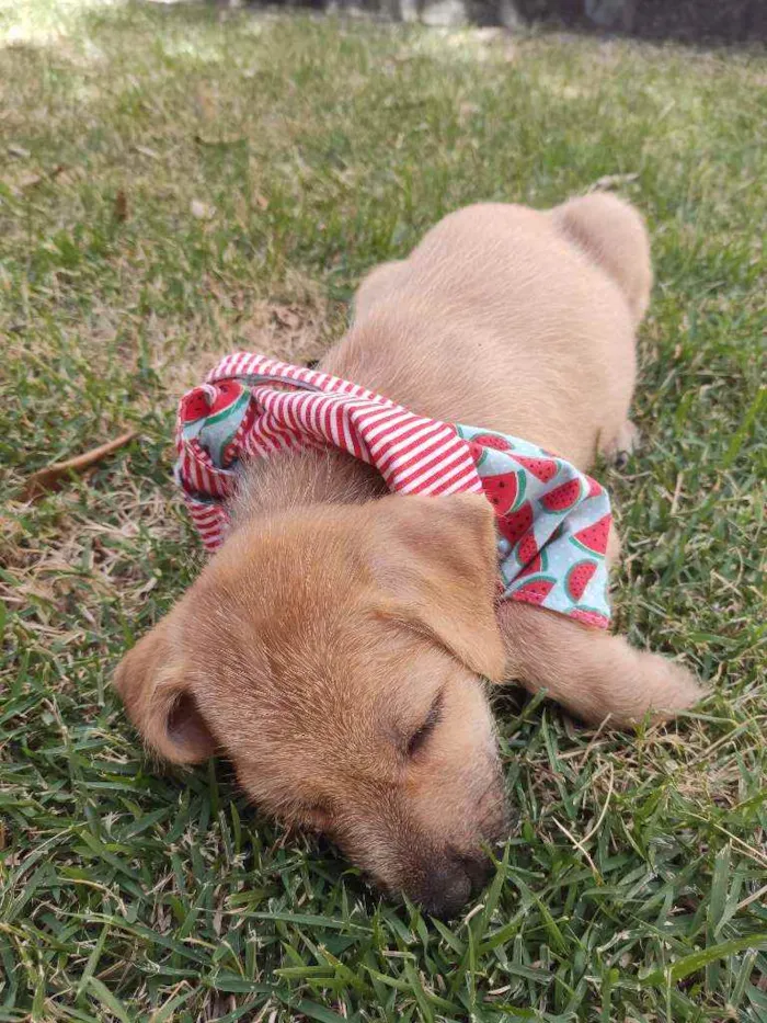 Cachorro raça Srd  idade 2 a 6 meses nome Poly