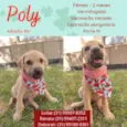 Poly