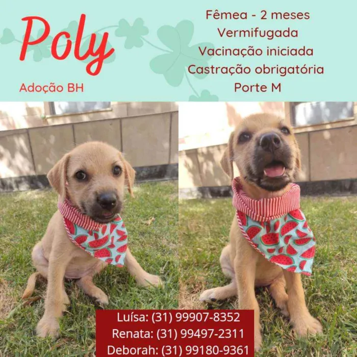 Cachorro raça Srd  idade 2 a 6 meses nome Poly