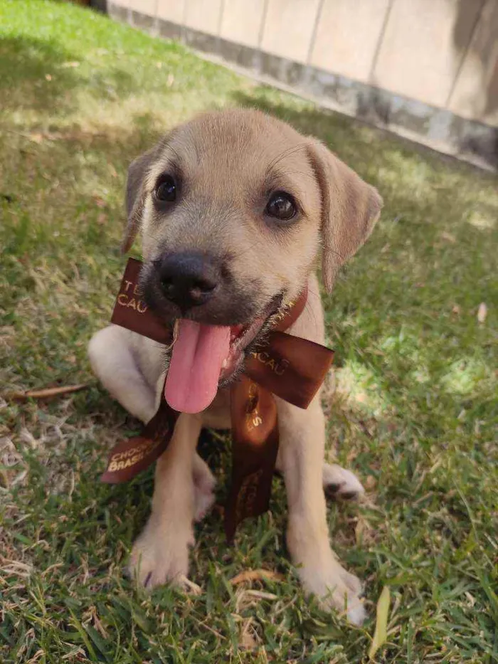 Cachorro raça Srd idade 2 a 6 meses nome Nina