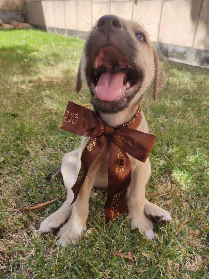 Cachorro raça Srd idade 2 a 6 meses nome Nina
