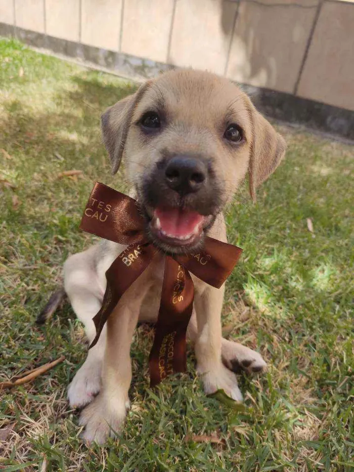 Cachorro raça Srd idade 2 a 6 meses nome Nina