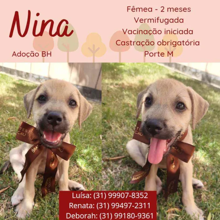 Cachorro raça Srd idade 2 a 6 meses nome Nina