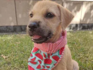Cachorro raça Srd  idade 2 a 6 meses nome Poly
