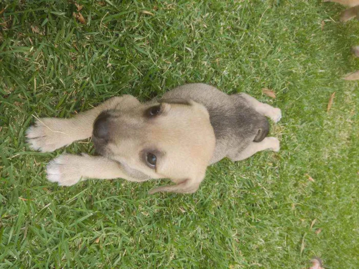 Cachorro raça Srd idade 2 a 6 meses nome Nina