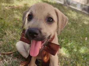 Cachorro raça Srd idade 2 a 6 meses nome Nina