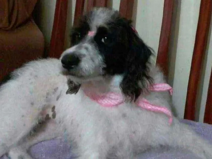 Cachorro ra a Misturada idade 5 anos nome CRISTAL